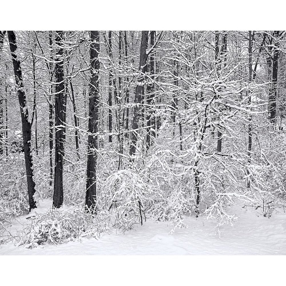 Snow and Trees  11 x 14 print